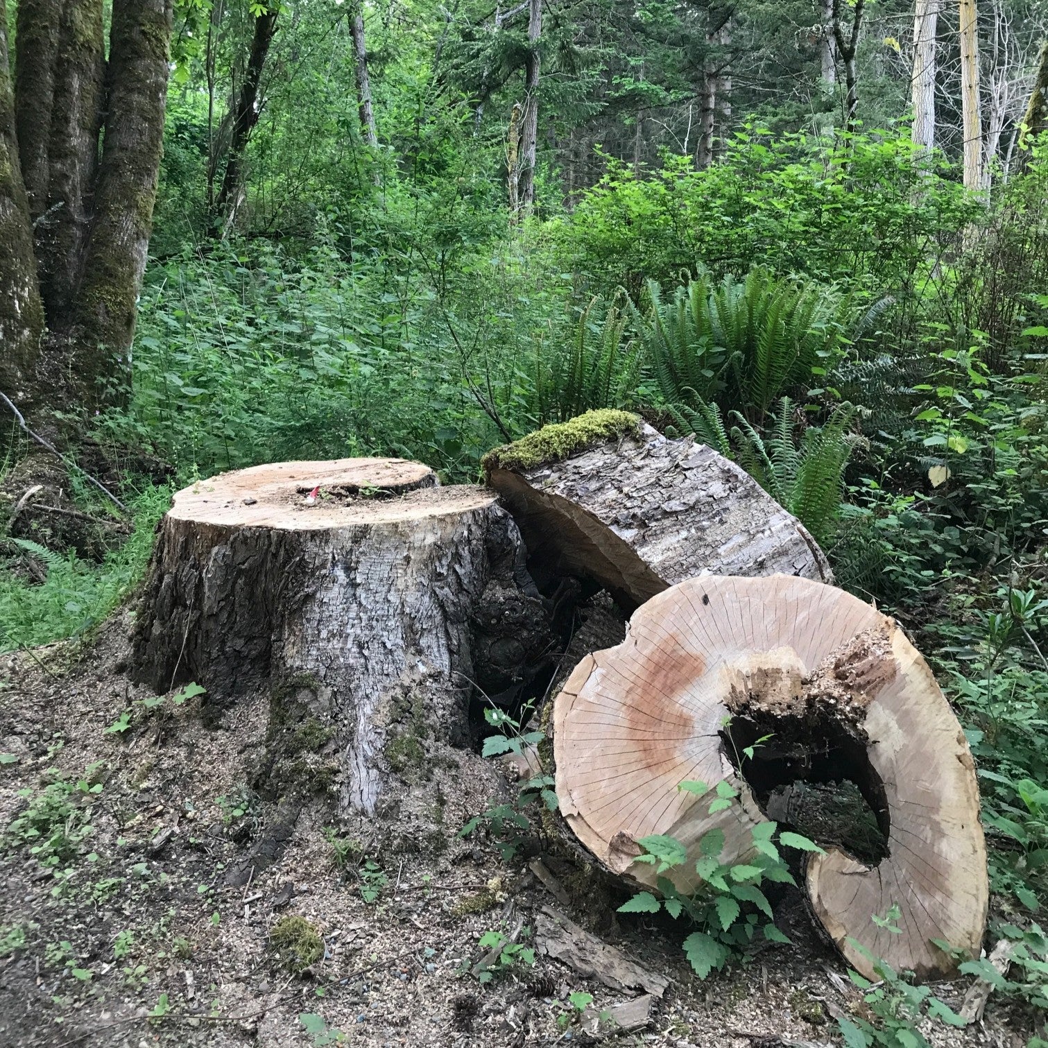 Camano Maple